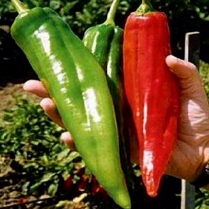 PowerGrow System NuMex Big Jim Chili Pepper Seeds - Heirloom Variety for Spicy Enthusiasts
| PowerGrow System NuMex Big