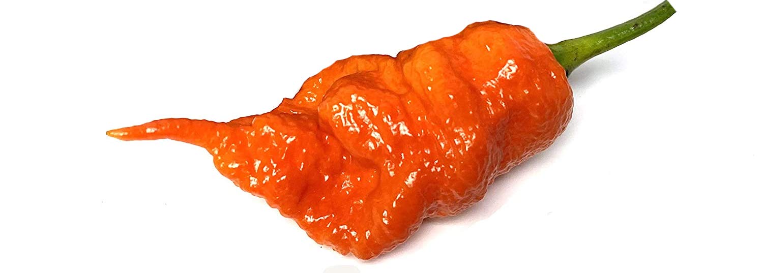 Death Dragon Premium Pepper Seeds for Growing Enthusiasts in Gardens