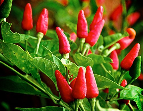 USA HARLEY SEEDS 30 Tabasco Hot Pepper Seeds Heirloom Non-GMO Red Chili for Spicy Flavor and High Yield
| USA HARLEY SE