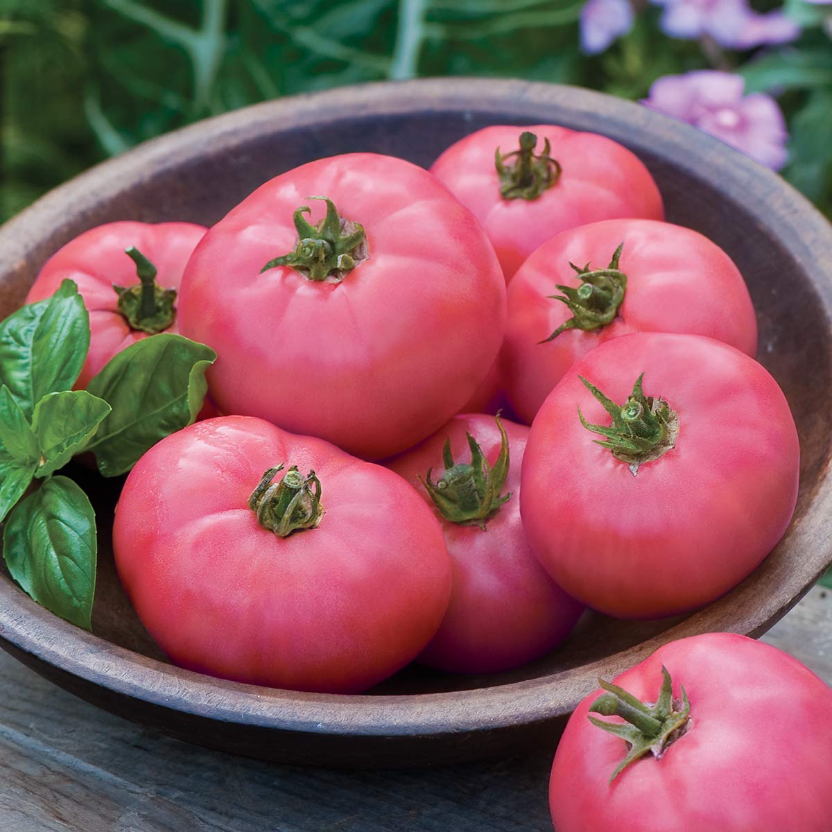 Burpee Big Pink Hybrid Tomato Seeds - Heirloom Flavor, Perfect for Beginners, Ideal for Container Gardening, 40 Seeds, P