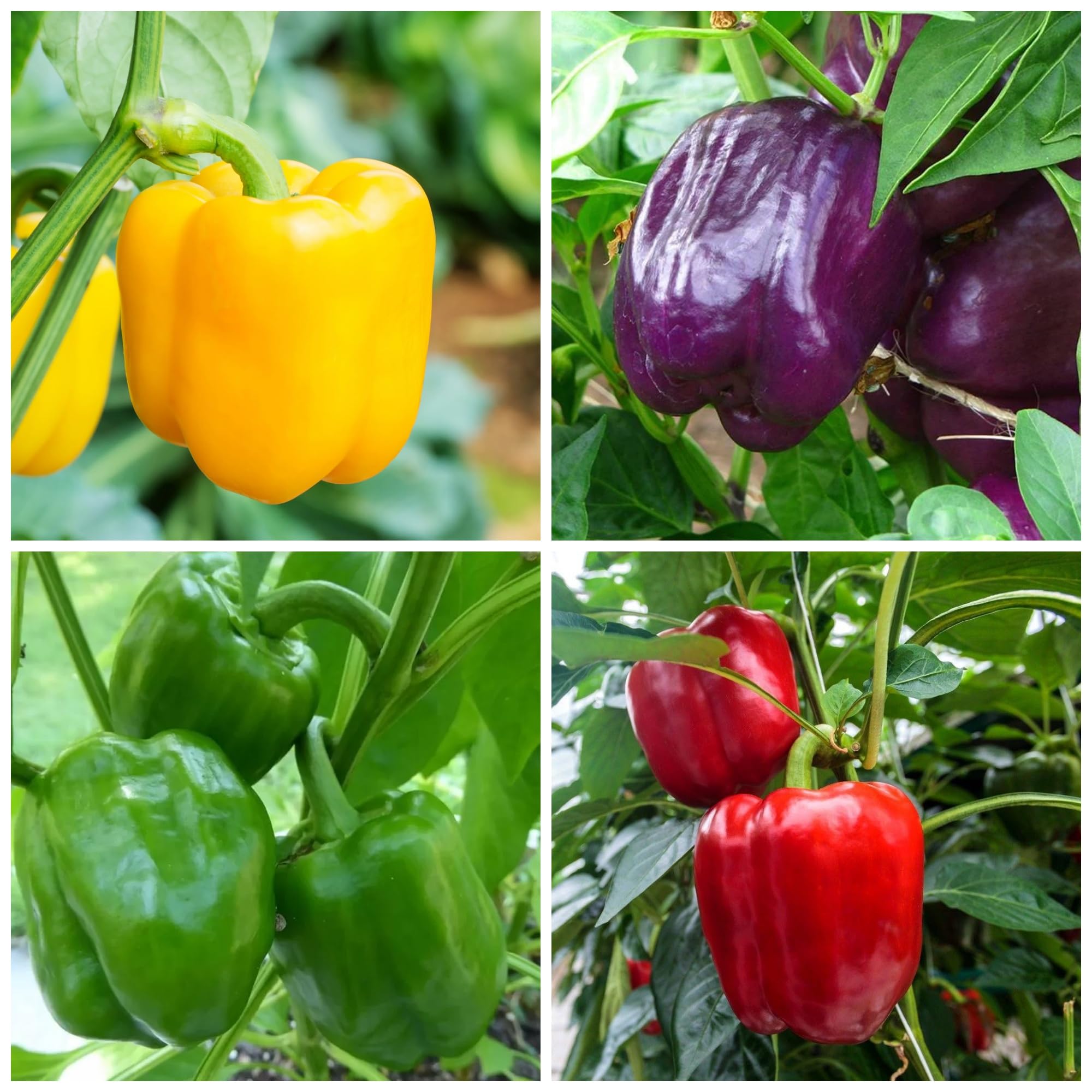 Organic Sweet Pepper Seeds for Planting Non-GMO Heirloom Peppers
| 100 Non-GMO Heirloom Sweet Pepper Seeds for Gardenin