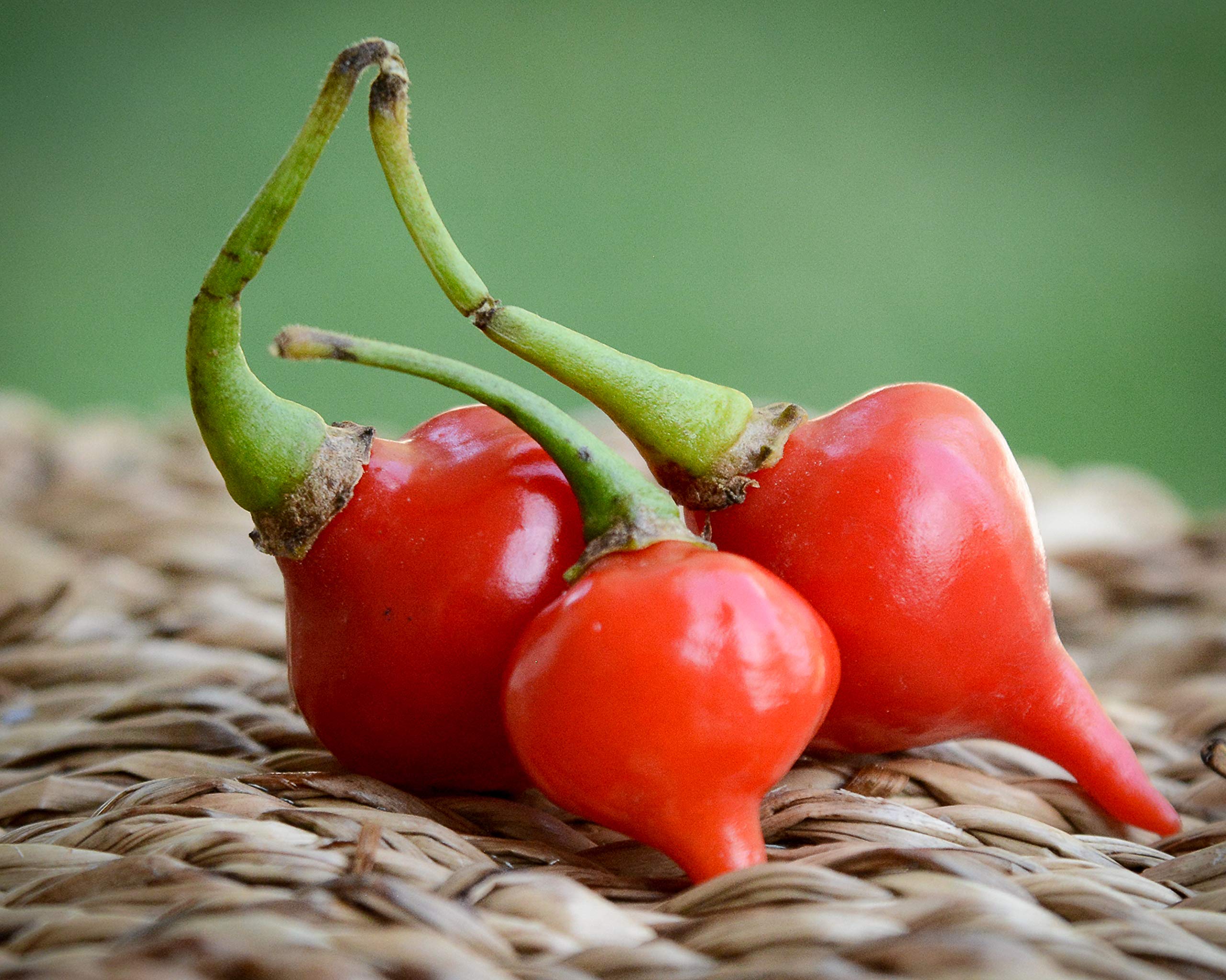 Premium Red Biquinho Chupetinho Heirloom Little Beak Pickling Pepper Seeds for Planting
| Heirloom Red Biquinho Chupeti